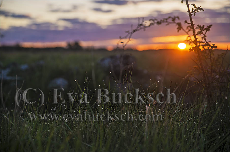 Morgondagg - foto av Eva Bucksch